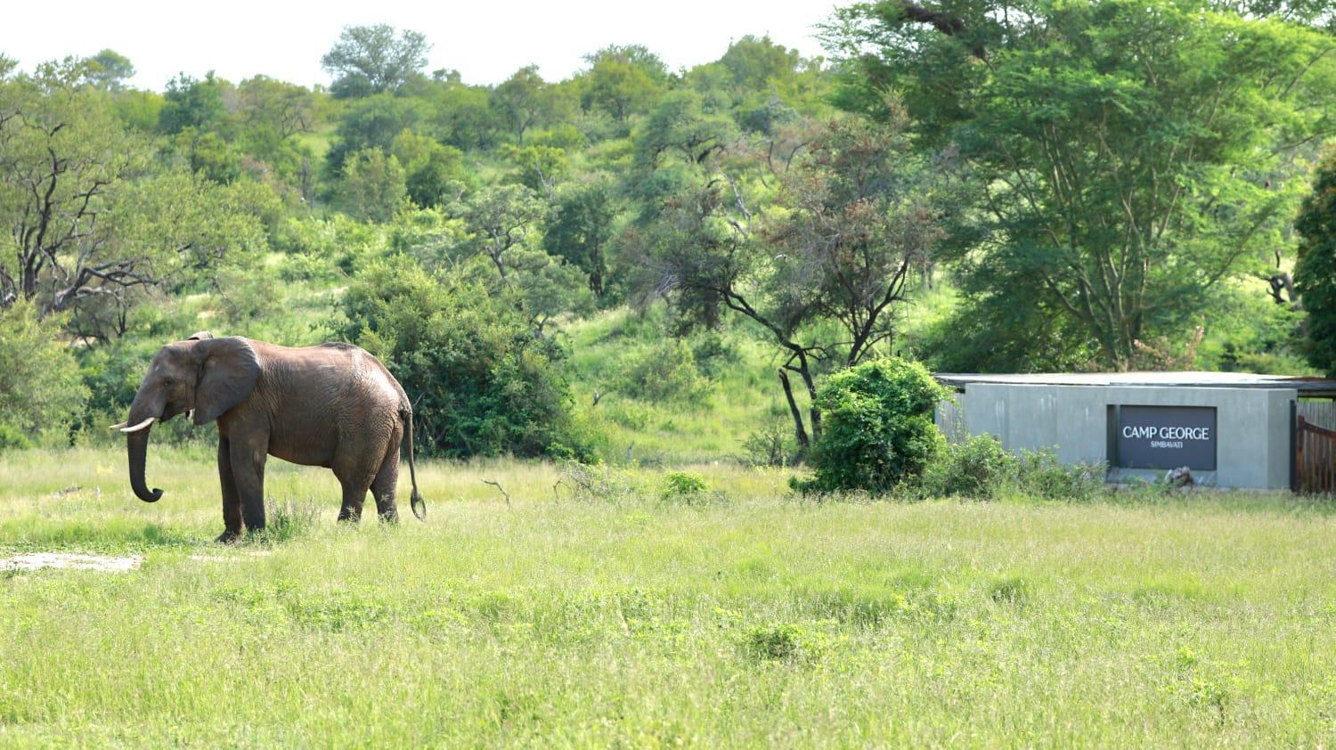 Simbavati Camp George Klaserie Private Nature Reserve Exterior foto